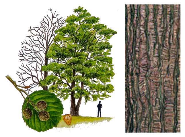 Common Alder Tree and Bark